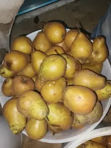 Груши и яблоки поздние