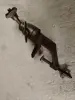 Для ФЭД СССР