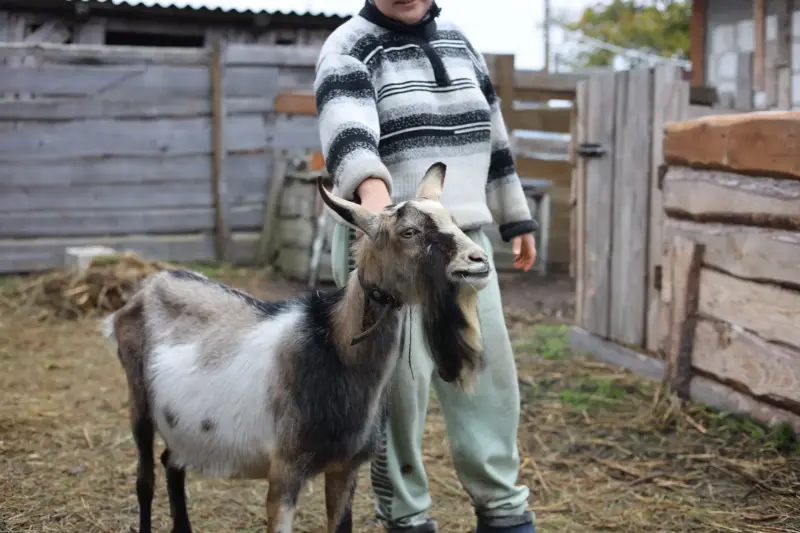 козел нубийской породы