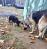 Отдам собачку