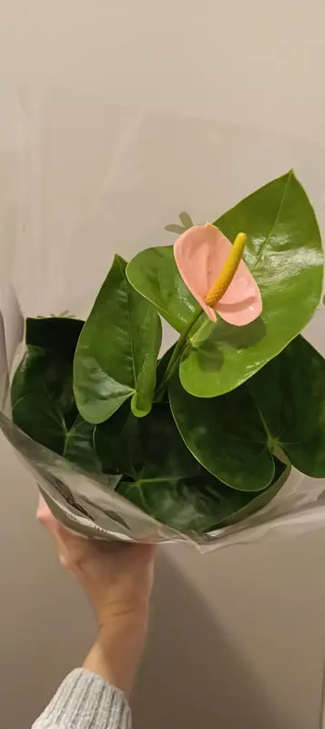 Антуриум Персиковая Джоли