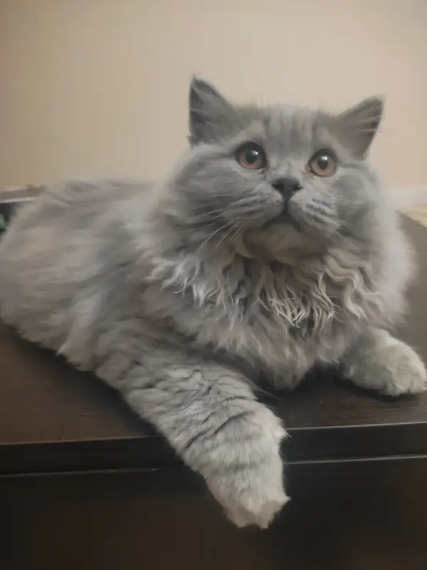 Элитный британский котенок