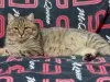 Брюс-кот молодой, кастрирован.