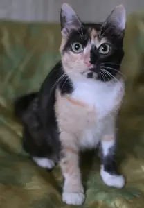 Котенок Кошка Озорная Кэтти