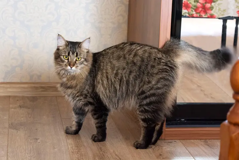 Кошка Капа, молодая, кастрирована.