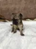 Щенки чихуахуа
