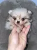 Померанский шпиц, уникальный окрас мерле!