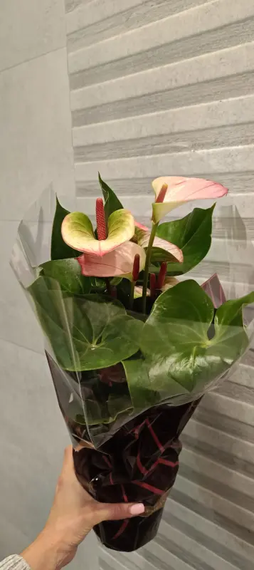 Антуриум Элеганс