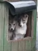 Продаются щенки ЗСЛ