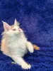 Мейн-Кун котята