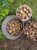 Картофель (картошка) мелкий,корм скоту