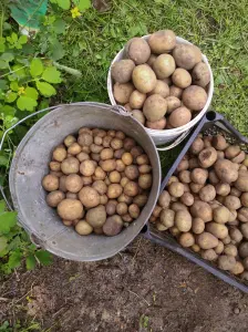 Картофель (картошка) мелкий,корм скоту
