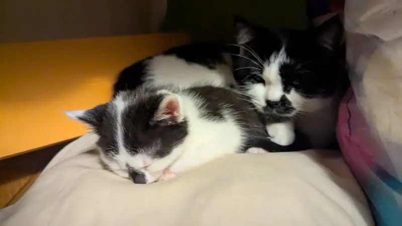 Котёнок