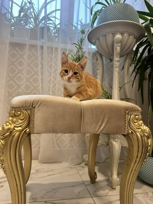 В дар прекрасный ласковый котёнок-мальчик Лучик