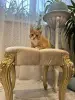 В дар прекрасный ласковый котёнок-мальчик Лучик