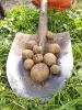 Картофель (картошка) мелкий,корм скоту