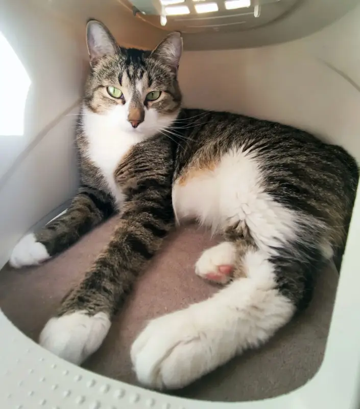 Кошка Юрика - полосатая зеленоглазка