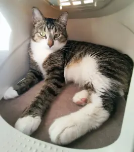 Кошка Юрика - полосатая зеленоглазка