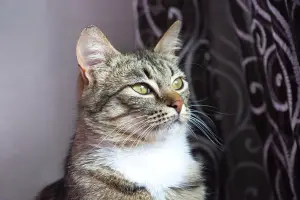 Ида-кошка молодая, кастрирована.