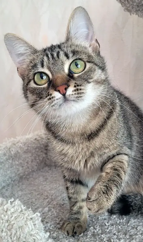 Котенок подросток Манюня