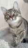 Котенок подросток Манюня