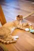 Рыжий котенок в дар