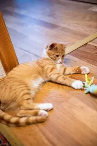 Рыжий котенок в дар