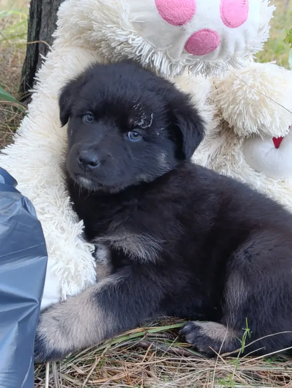 Щенки