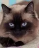 Кошка Ирма.