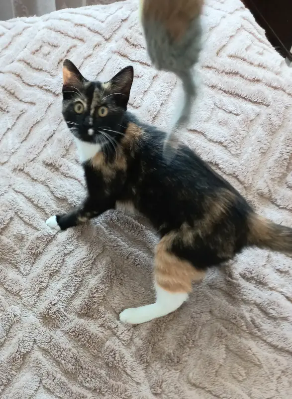 Кошки - Котенок в добрые руки, в дар - Октябрьский - Фото 5 Котенок в добрые руки, в дар - Октябрьский - 223276 - Доска объявлений Kupika.by - Фото 5