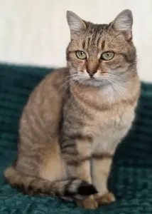 Шанталь-кошка молодая, кастрирована.