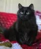 Очаровательная Дэйзи, кошка подросток.