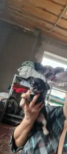 Чихуахуа