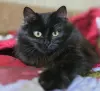 Очаровательная Дэйзи, кошка подросток.