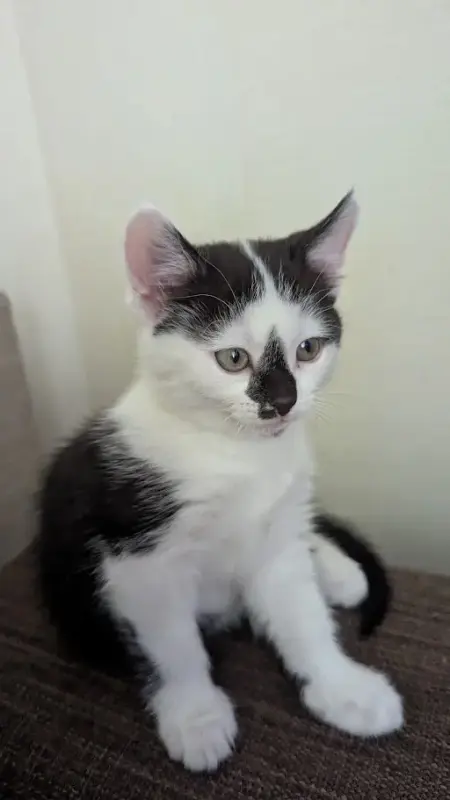 Котёнок