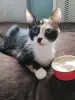Котодевочка Лаура в добрые руки