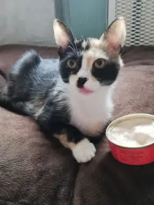 Котодевочка Лаура в добрые руки