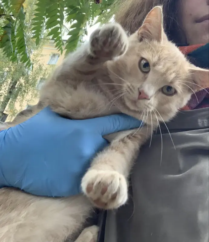 котенок
