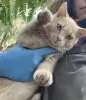 котенок