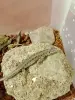 Ящерица прыткая самка