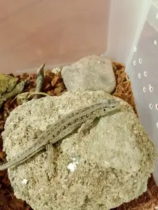 Ящерица прыткая самка