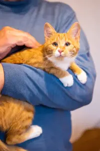 Рыжий котенок в дар