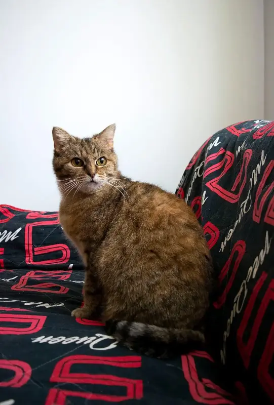 Эллочка-кошка, кастрирована.