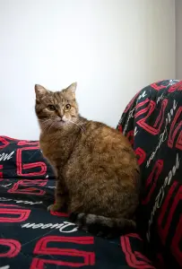 Эллочка-кошка, кастрирована.