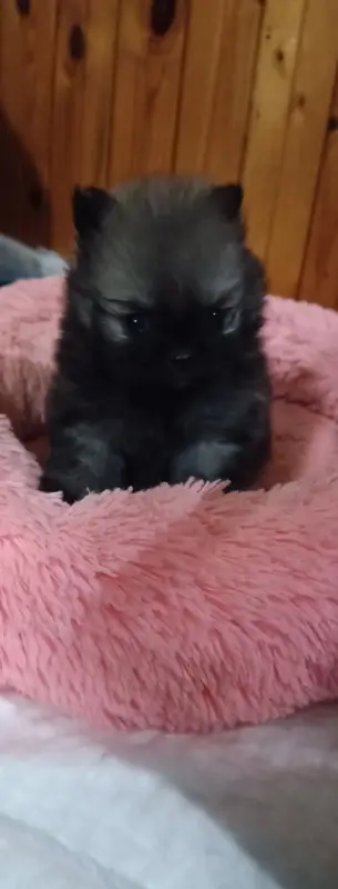 Померанский шпиц