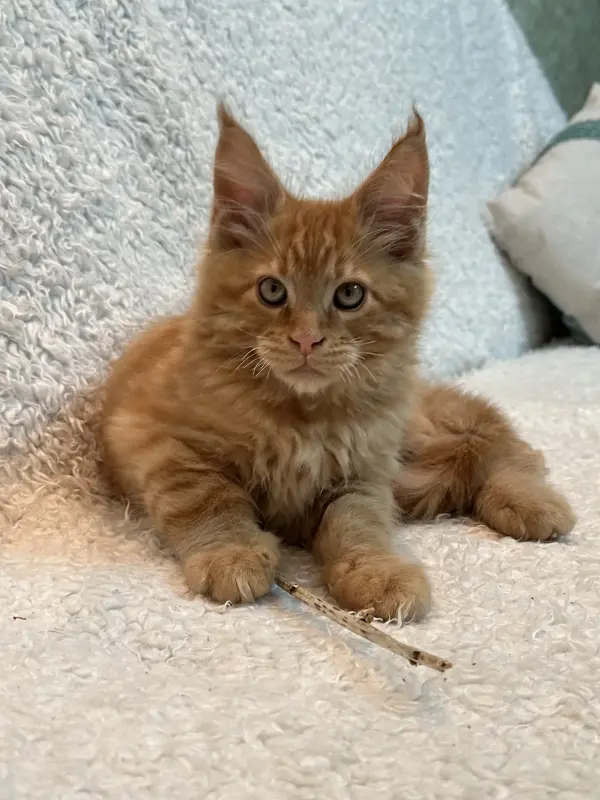Мейн-Кун котята