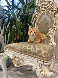 В дар прекрасный ласковый котёнок-мальчик Лучик