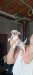 Чихуахуа