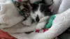 Котёнок