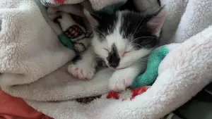 Котёнок